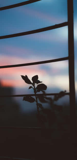 Pixel 3xl Low Light Photography Wallpaper