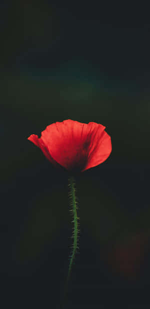 Pixel 3xl Macro Flower Photography Wallpaper