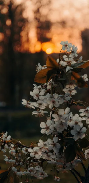 Pixel 3xl Sunset Flower Photography Wallpaper