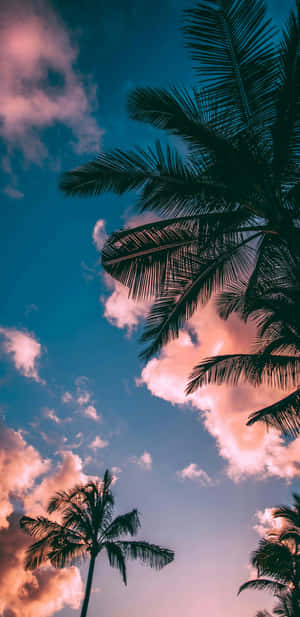Pixel 3xl Sunset Palm Capture Wallpaper