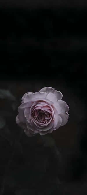 Pixel 9 Low Light Photography Wallpaper