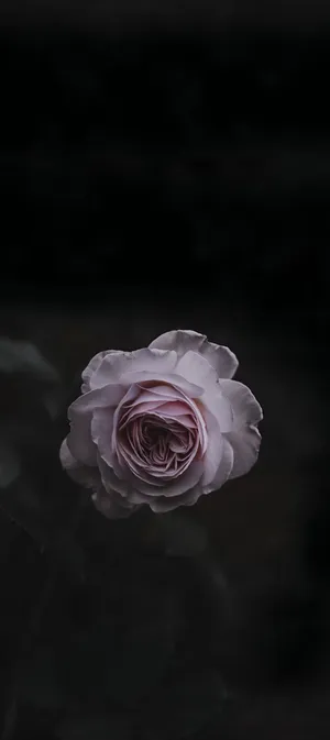 Pixel 9 Low Light Photography Wallpaper