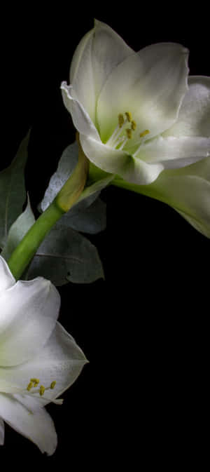 Pixel 9 Macro Photography Wallpaper