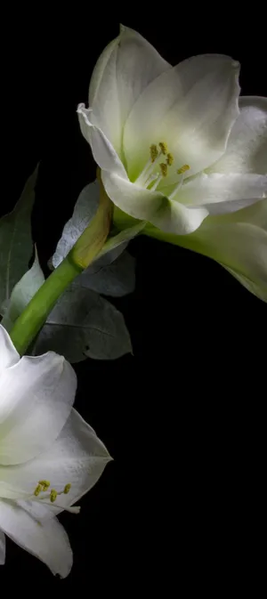 Pixel 9 Macro Photography Wallpaper