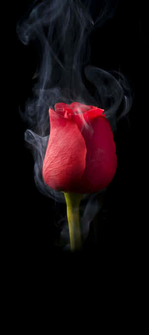 Pixel 9 Stunning Rose Wallpaper Wallpaper