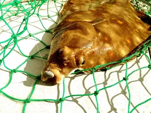 Plaice Fish Caughtin Green Net.jpg Wallpaper
