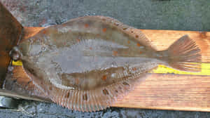 Plaice Fish Measurementon Board Wallpaper