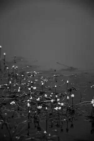 Plain Black Iphone Water Lotus Wallpaper