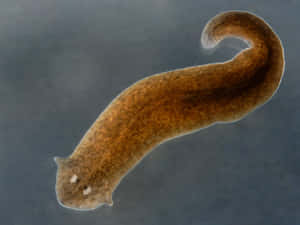 Planarian Flatworm Microscopic View Wallpaper