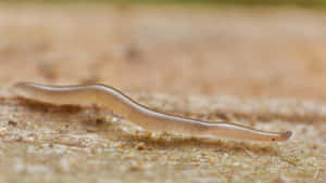 Planarian Flatwormon Wood Surface Wallpaper