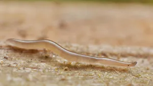 Planarian Flatwormon Wood Surface Wallpaper