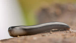 Planarian Worm Close Up Wallpaper