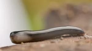 Planarian Worm Close Up Wallpaper