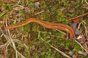 Planarianin Natural Habitat Wallpaper