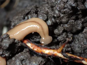 Planarianon Moist Soil Wallpaper