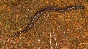 Planarianon Substrate Wallpaper