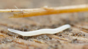 Planarianon Wood Surface Wallpaper