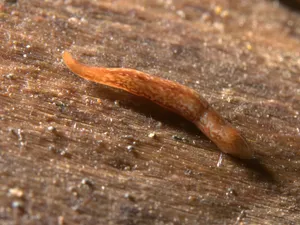 Planarianon Wooden Surface Wallpaper