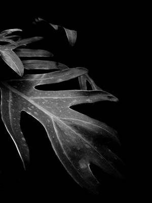 Plant Black Phone Wallpaper