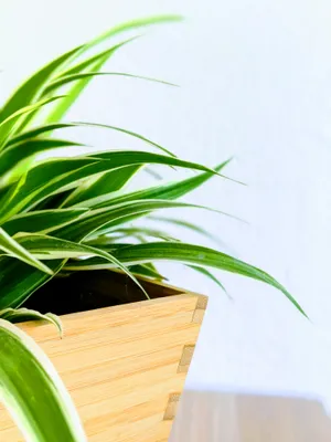 Plant In Box Simple Phone Wallpaper