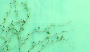 Plant On A Pastel Green Wall Wallpaper