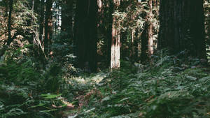 Plants Filled The Redwood Forest Wallpaper