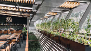 Plants Inside Gawky Goose Bar Wallpaper