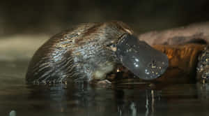 Platypus Emerging From Water.jpg Wallpaper