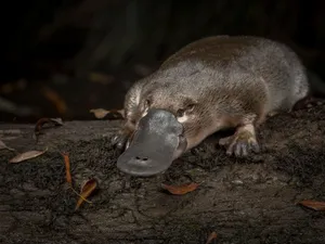 Platypus_on_ Log_at_ Night Wallpaper