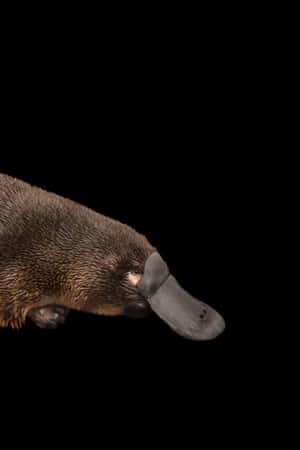 Platypus Profilein Darkness Wallpaper