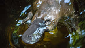 Platypus Swimming Close Up Wallpaper