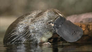 Platypus Swimming Closeup.jpg Wallpaper