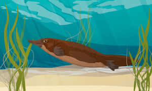 Platypus_ Swimming_ Underwater Wallpaper