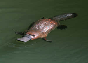 Platypus Swimmingin Water.jpg Wallpaper