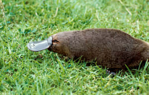 Platypusin Grass.jpg Wallpaper