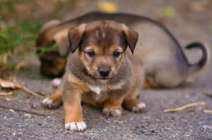 Playful Adorable Puppy In A Garden Wallpaper