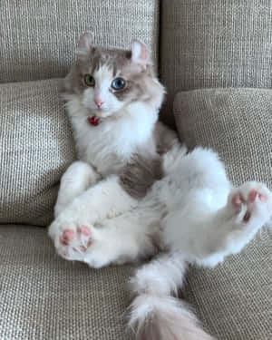 Playful American Curl Cat Lying On The Floor Wallpaper