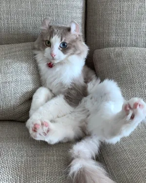 Playful American Curl Cat Lying On The Floor Wallpaper