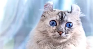 Playful American Curl Lounging On A Wooden Surface Wallpaper