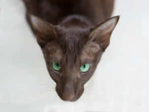 Playful And Elegant Oriental Shorthair Cat Wallpaper