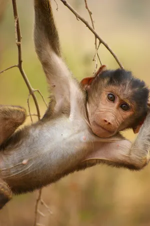 Playful Baboon Infant Hanging From Branch.jpg Wallpaper