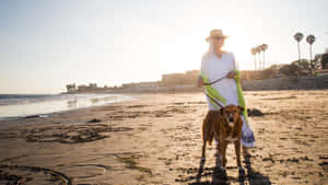 Playful Beach Dog Enjoying Summer Days Wallpaper