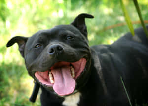 Playful Black Pitbull Enjoying His Day Wallpaper