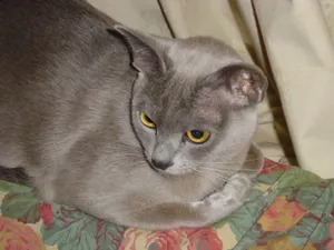 Playful Burmese Cat Enjoying Outdoors Wallpaper