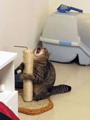 Playful Cat Enjoying A Cat Scratching Post Wallpaper