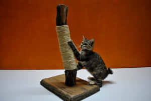 Playful Cat Enjoying A Scratch On A Modern Cat Scratching Post Wallpaper
