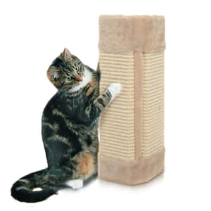 Playful Cat Enjoying Its Cat Scratching Post Wallpaper
