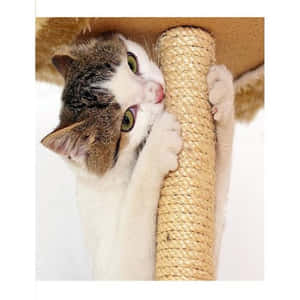 Playful Cat Enjoying New Scratching Post Wallpaper