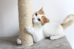 Playful Cat Enjoying Their New Scratching Post Wallpaper