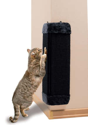 Playful Cat On A Scratching Post Wallpaper